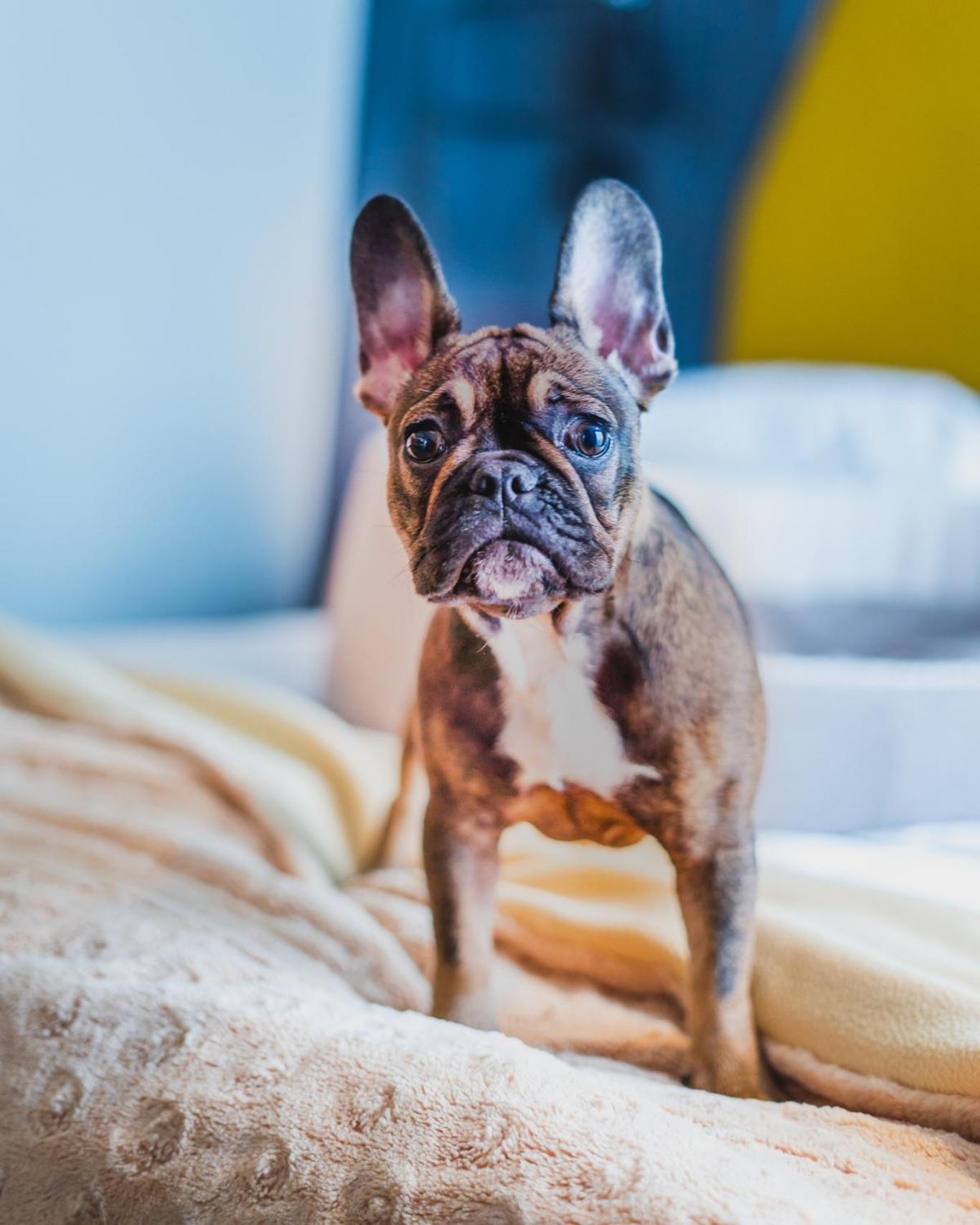 ブリストル トラディッション&ラグジュアリー ホテル ジェシュフ エクステリア 写真 French Bulldog